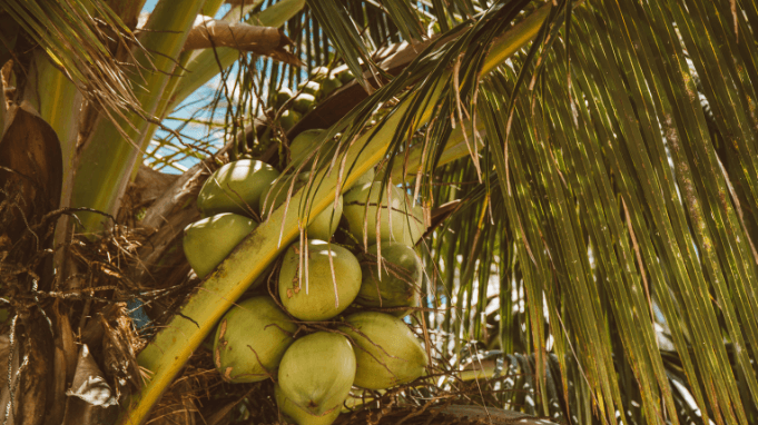 coconut-